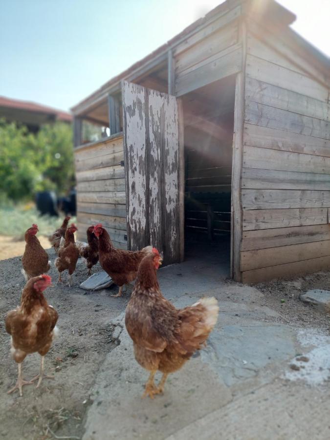 Ferienwohnung Agrikia Tis Vasilikis Ormília Exterior foto