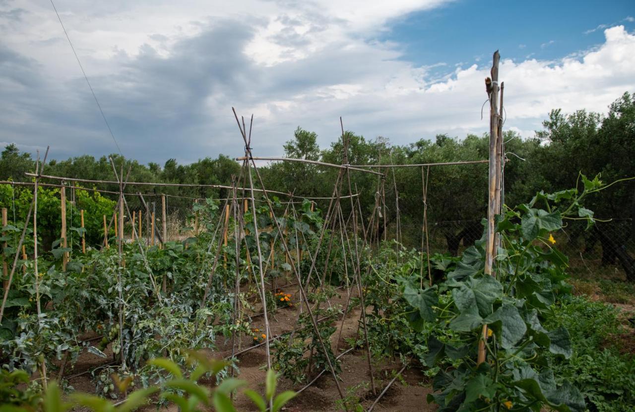 Ferienwohnung Agrikia Tis Vasilikis Ormília Exterior foto